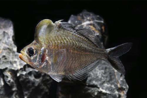 picture of Hump Head Glass Fish Med                                                                             Parambassis pulcinella