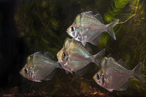 picture of Hump Head Glass Fish Lrg                                                                             Parambassis pulcinella