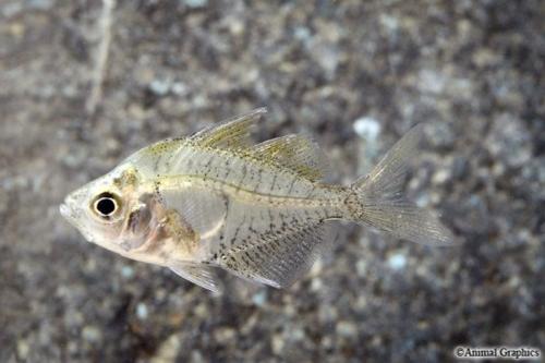picture of Jewel Glass Fish Sml                                                                                 Parambassis ranga