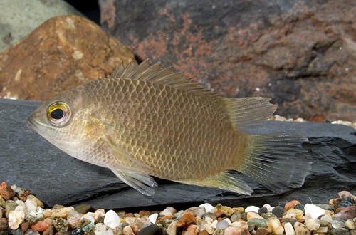 picture of Malabar Leaf Fish Lrg                                                                                Pristolepis marginata