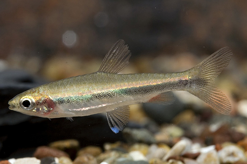 picture of Beckfords Pencil Fish Reg                                                                            Nannostomus beckfordi