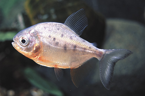 picture of Red Belly Pacu Reg                                                                                   Colossoma bidens