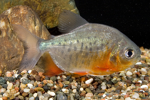picture of Red Belly Pacu Lrg                                                                                   Colossoma bidens