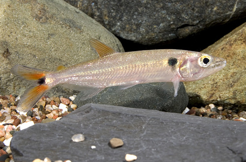 picture of Redtail Barracuda Reg                                                                                Acestrorhynchus falcatus