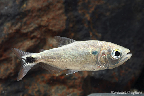 picture of Redtail Brycon Characin Lrg                                                                          Brycon dentex
