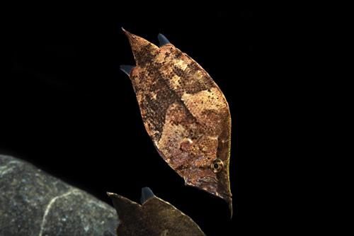 picture of Leaf Fish SA Sml                                                                                     Monocirrhus polyacanthus