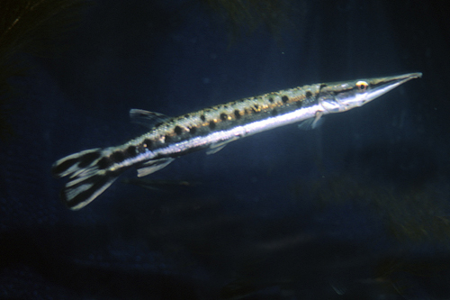 picture of Spotted Gar SA Med                                                                                   Boulengerella maculata