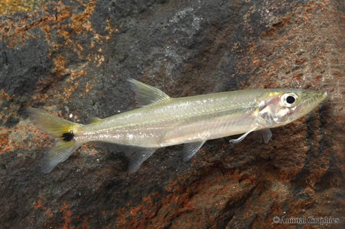 picture of Yellow Tail Barracuda Sml                                                                            Acestrorhynchus microlepis