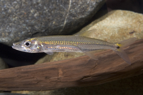 picture of Barracuda SA Sml                                                                                     Acestrorhynchus falcirostris