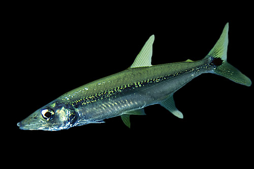picture of Barracuda SA Shw                                                                                     Acestrorhynchus falcirostris
