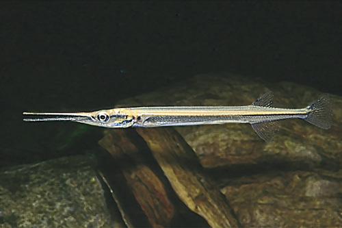 picture of Needlefish South America Med                                                                         Potamorrhaphis guianensis