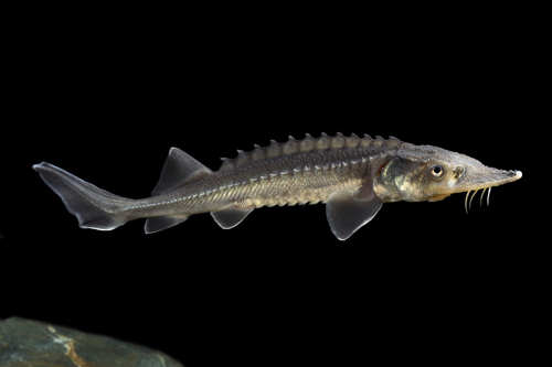 picture of Sterlet Sturgeon 3
