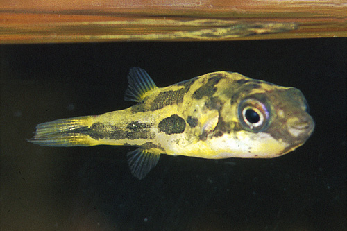 picture of Dwarf Freshwater BB Puffer Reg                                                                       Carinotetraodon travancoricus