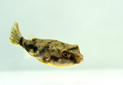 picture of Fahaka Puffer Reg                                                                                    Tetraodon lineatus