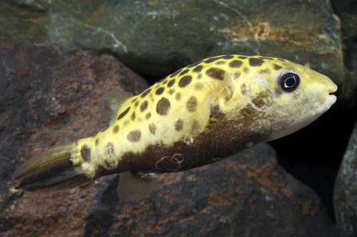picture of Leopard Puffer Xlg                                                                                   Tetraodon nigroviridis