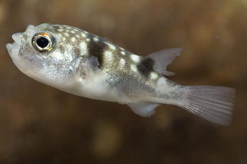 picture of Milk Spotted Puffer Lrg                                                                              Chelenodon patoca