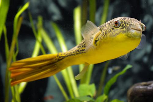 picture of Mbu Puffer Tank Raised Med                                                                           Tetraodon mbu