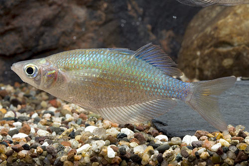 picture of Emerald Rainbow Sml                                                                                  Glossolepis wanamensis