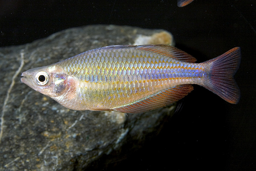 picture of Goyder River Trifasciata Rainbow Lrg                                                                 Melanotaenia trifasciata var. Goyder River