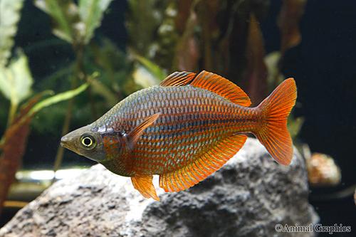 picture of Dorityi Rainbowfish Med                                                                              Glossolepis dorityi