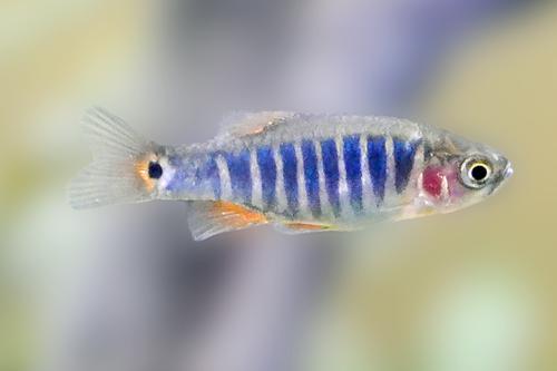 picture of Dwarf Emerald Rasbora Reg                                                                            Danio erythromicron