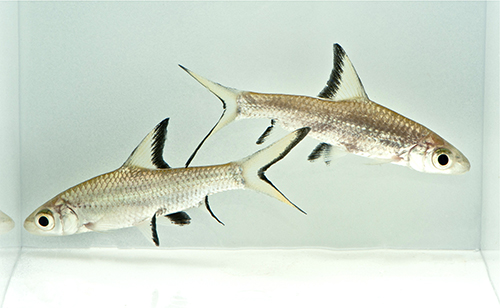 picture of Bala Shark Reg                                                                                       Balantiocheilus melanopterus