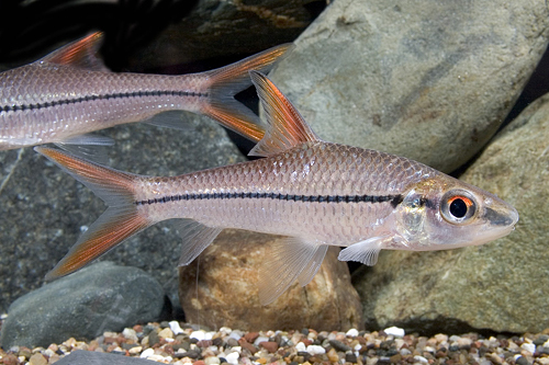 picture of Red Finned Silver Shark Lrg                                                                          Cyclocheilichthys janthochir