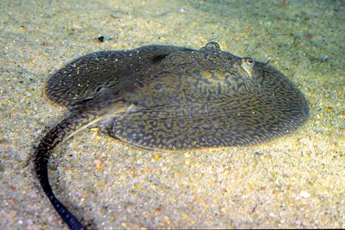 picture of Teacup Reticulated Stingray SA Sml                                                                   Potamotrygon reticulata