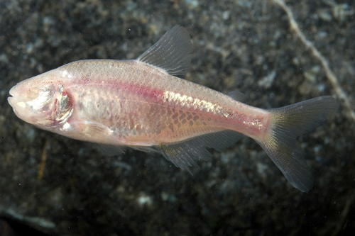 picture of Blind Cave Tetra Reg                                                                                 Astyanax jordani
