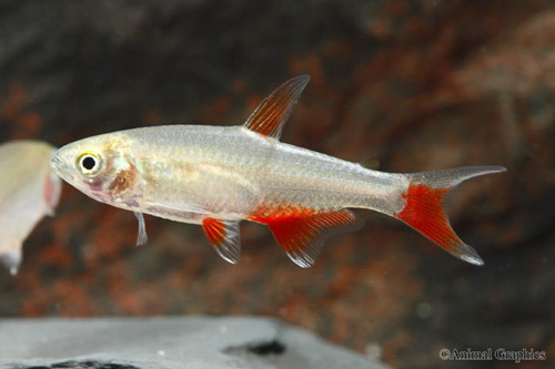 picture of Bloodfin Tetra Sml                                                                                   Aphyocharax anisitsi