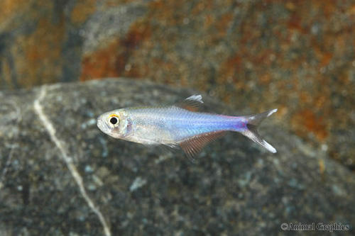 picture of Blue Tetra Sml                                                                                       Boehlkea fredcochui