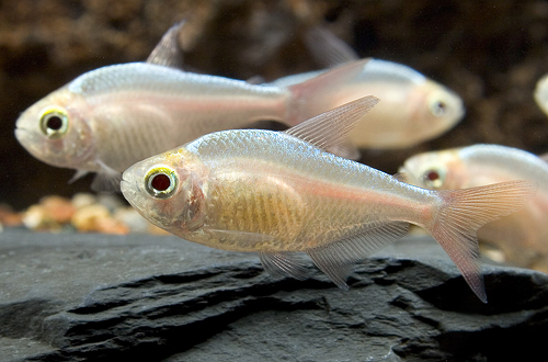 picture of Gold Red & Blue Colombian Tetra Reg                                                                  Hyphessobrycon colombianus 'Gold'