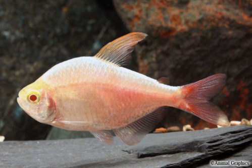 picture of Gold Red & Blue Colombian Tetra Lrg                                                                  Hyphessobrycon colombianus 'Gold'