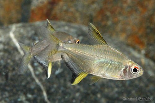 picture of Lemon Tetra Med                                                                                      Hyphessobrycon pulchripinnis