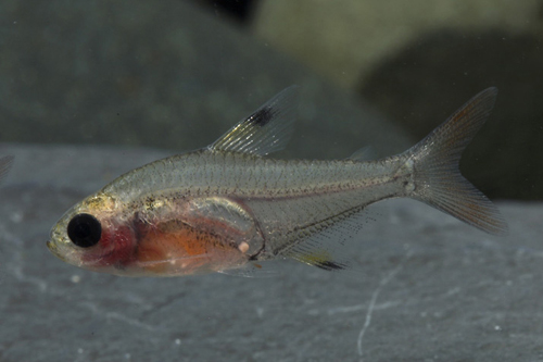 picture of Red Belly X-Ray Tetra Sml                                                                            Pristella maxillaris