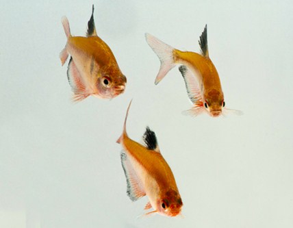 picture of Serpae Tetra Reg                                                                                     Hyphessobrycon eques