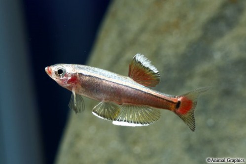 picture of White Cloud Lrg                                                                                      Tanichthys albonubes