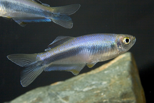 picture of Blue Croaking Tetra Reg                                                                              Mimagoniates microlepis