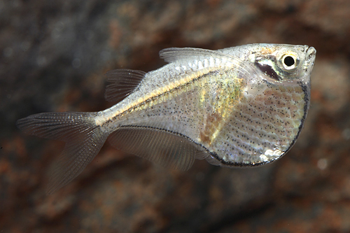 picture of Marthae Hatchet Fish Reg                                                                             Carnegiella marthae