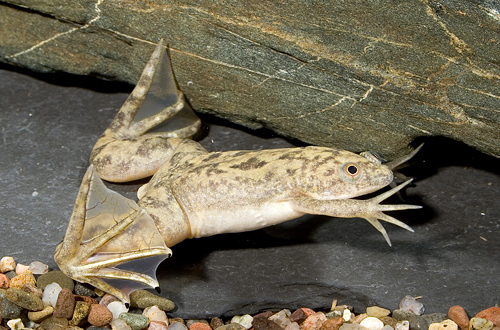 picture of Grey African Clawed Frog Med                                                                         Xenopus laevis