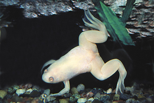 picture of Albino African Clawed Frog Med                                                                       Xenopus laevis 'Albino'