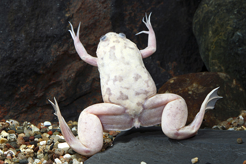picture of Freckled African Clawed Frog M/S                                                                     Xenopus laevis