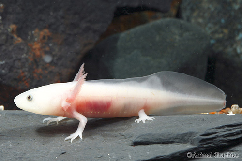 picture of Albino Axolotl Reg                                                                                   Ambystoma mexicanum 'Albino'