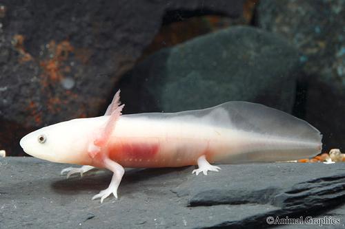 picture of Albino Axolotl Med                                                                                   Ambystoma mexicanum 'Albino'