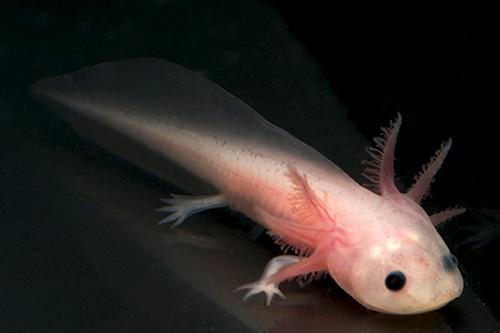 picture of Leucistic Axolotl Reg                                                                                Ambystoma mexicanum