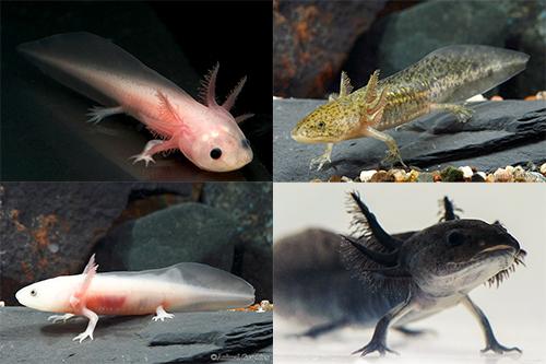 picture of Assorted Axolotl Reg                                                                                 Ambystoma mexicanum