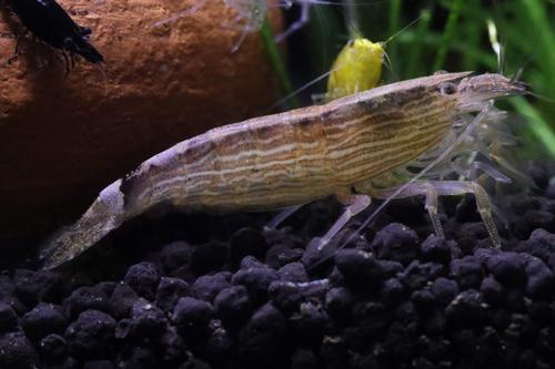 picture of Bamboo Shrimp Reg                                                                                    Atyopsis mollucensis