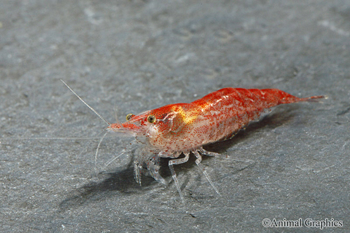 picture of Cherry Red Shrimp Sml                                                                                Neocaridina heteropoda var. red
