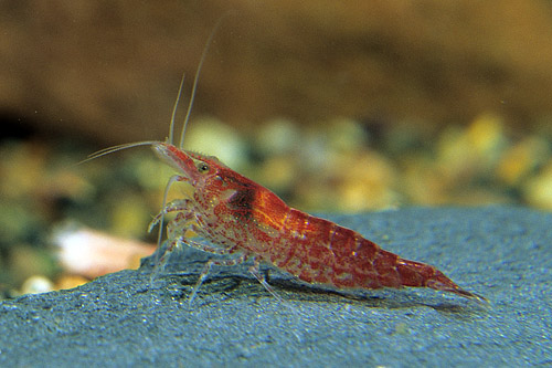 picture of Cherry Red Shrimp Reg                                                                                Neocaridina heteropoda var. red