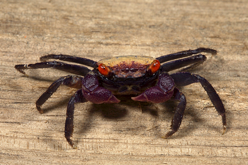 picture of Blue Form Freshwater Vampire Crab Reg                                                                Geosesarma sp.